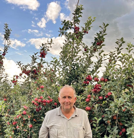Agricultor vargengrandense planta maçãs na Serra da Fartura