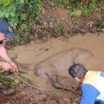 GCM resgata cavalo atolado em lago pela segunda vez na semana