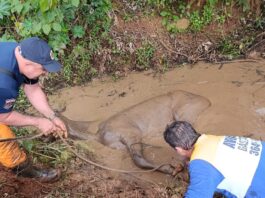 GCM resgata cavalo que caiu dentro de um lago