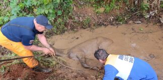 GCM resgata cavalo que caiu dentro de um lago