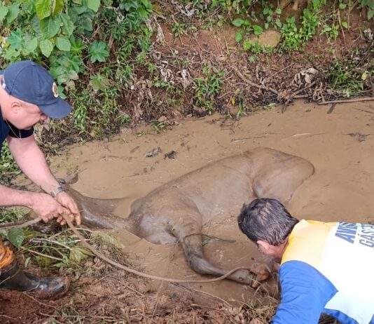 GCM resgata cavalo atolado em lago pela segunda vez na semana