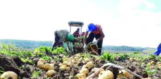 Safra da batata movimenta economia e atrai mais de mil trabalhadores nordestinos para Vargem