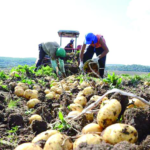 Editorial: O agro que sustenta Vargem Grande do Sul