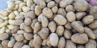 Safra da batata ajuda a reduzir inflação dos alimentos