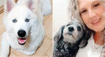 Coluna Momento Pet – Ice e Mila