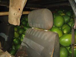 GCM prende dupla com 700 kg de abacates furtados
