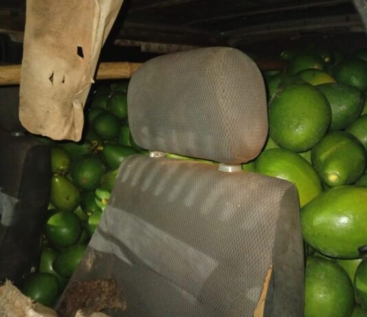 GCM prende dupla com 700 kg de abacates furtados