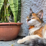 Coluna Momento Pet – Goiaba