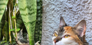 Coluna Momento Pet – Goiaba