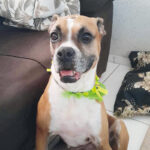 Coluna Momento Pet – Poti