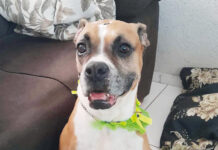 Coluna Momento Pet – Poti
