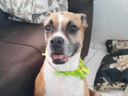 Coluna Momento Pet – Poti
