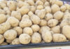 Chuvas em Vargem e região melhoram preço da batata