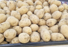 Chuvas em Vargem e região melhoram preço da batata