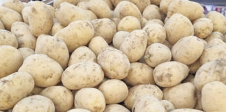 Chuvas em Vargem e região melhoram preço da batata