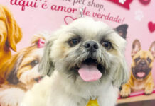 Coluna Momento Pet – Nick