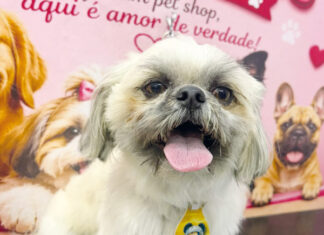 Coluna Momento Pet – Nick